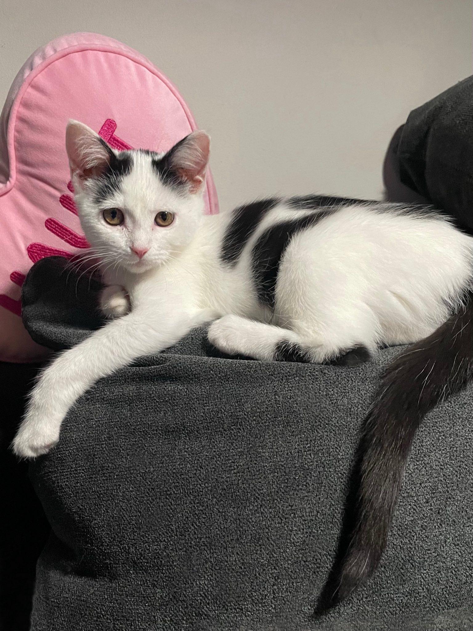 Enlarge Coven, a Adoptable Domestic Short Hair in Independence, OH image 2/3