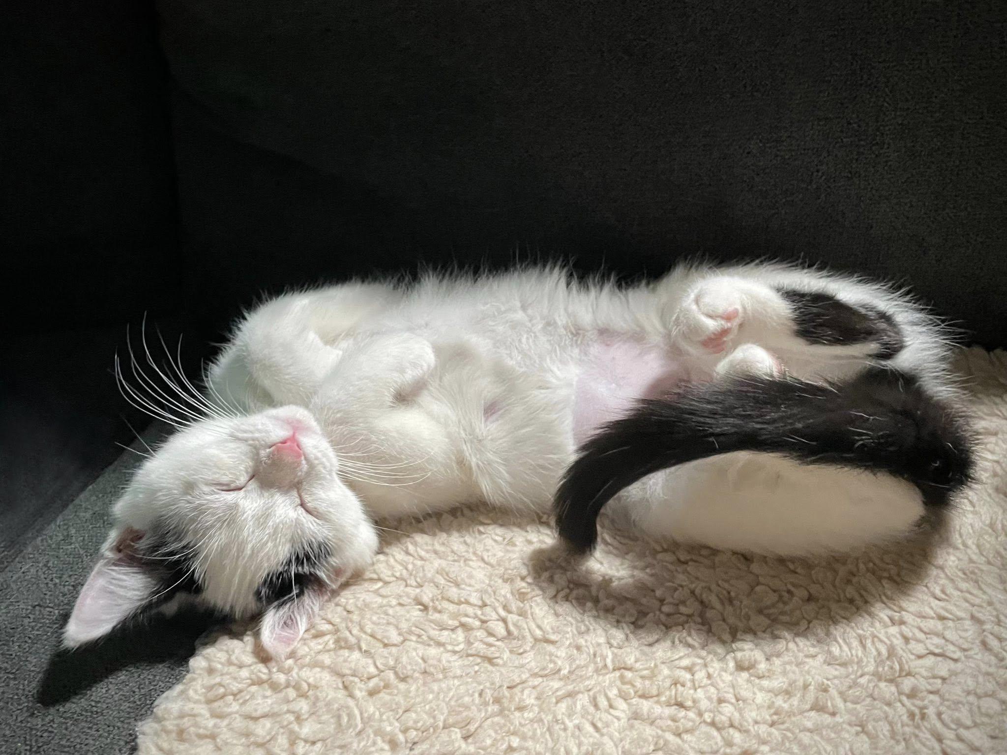 Enlarge Coven, a Adoptable Domestic Short Hair in Independence, OH image 3/3