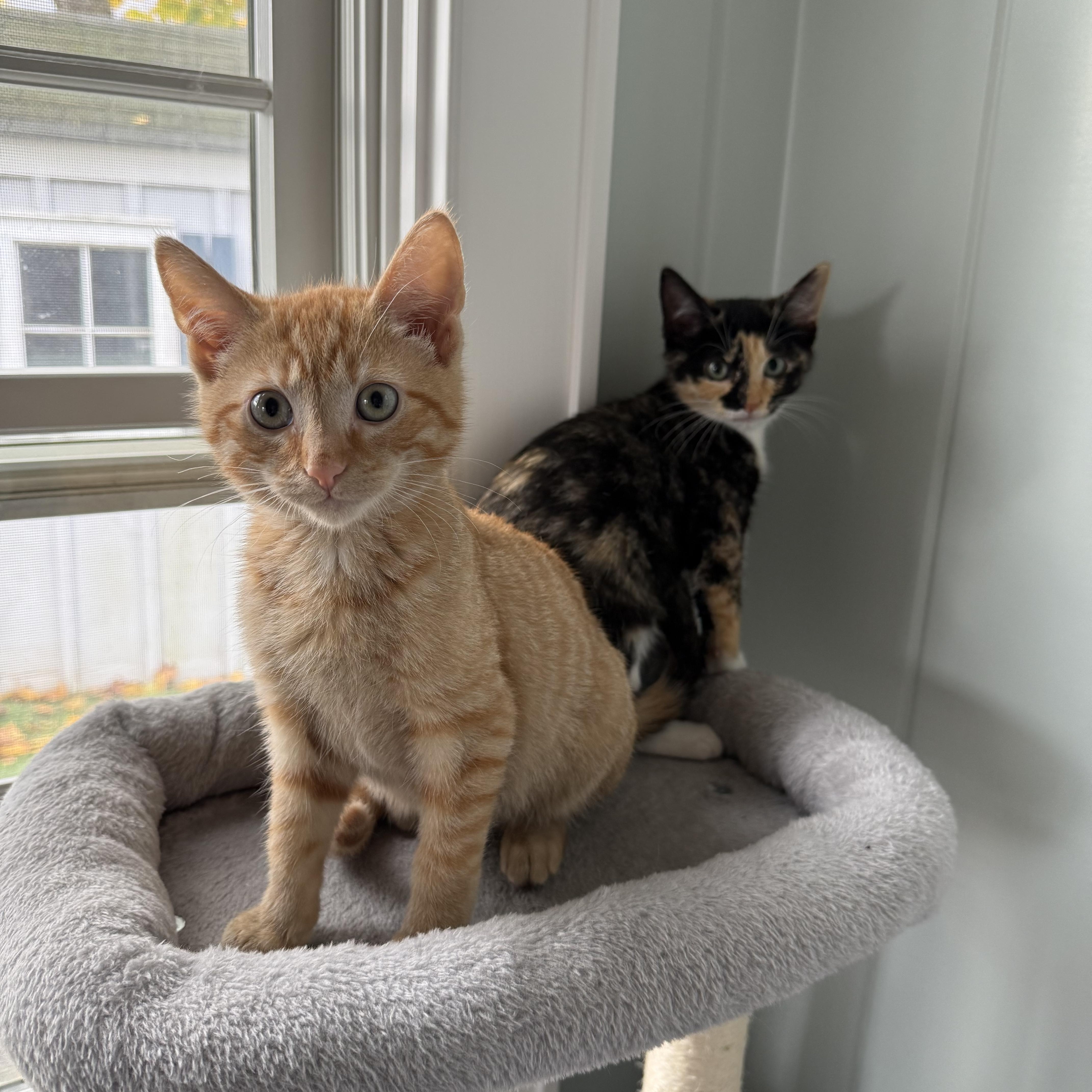 MANGO AND MAVIS, adopted, Young Female Calico.