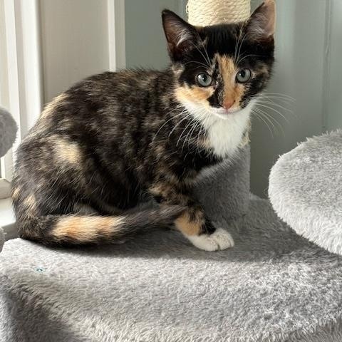 Enlarge MANGO AND MAVIS, an adopted Calico in East Falmouth, MA image 3/3