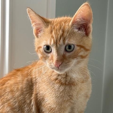 Enlarge MANGO AND MAVIS, an adopted Calico in East Falmouth, MA image 2/3