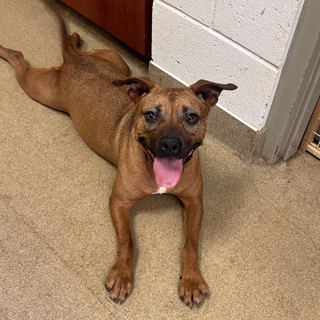 Enlarge Rose, a Adoptable mixed breed in Columbus, GA image 2/4