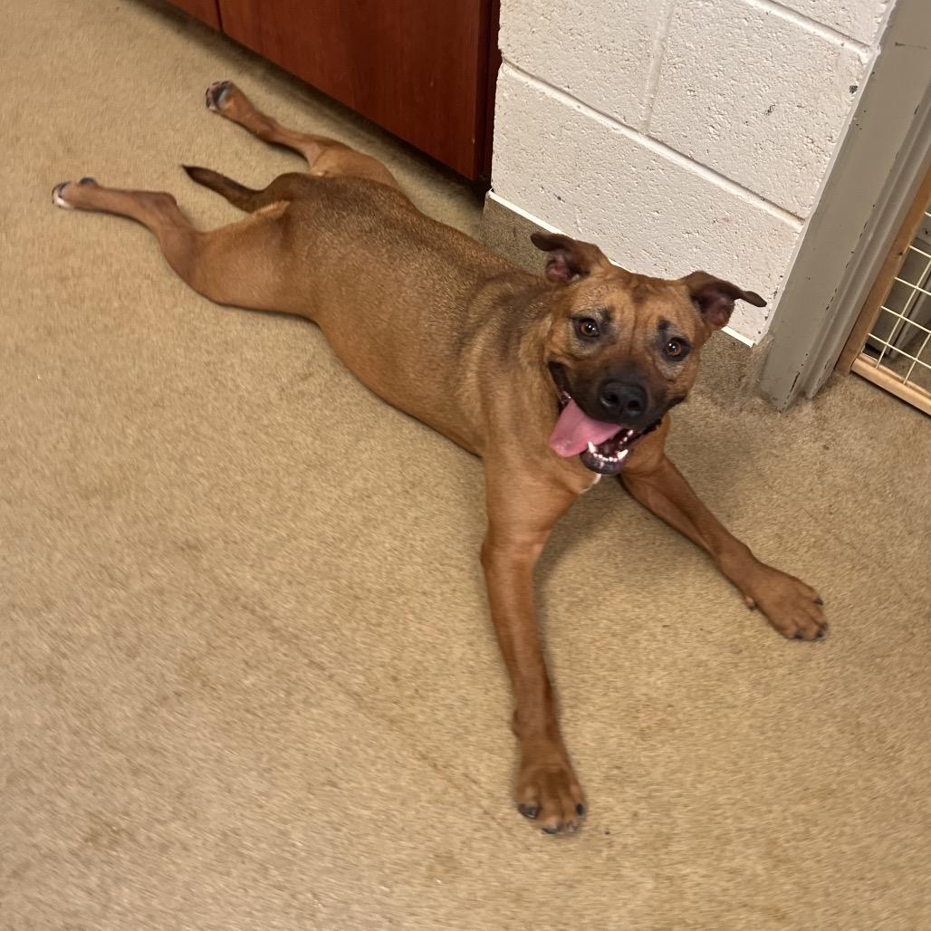 Enlarge Rose, a Adoptable mixed breed in Columbus, GA image 3/4