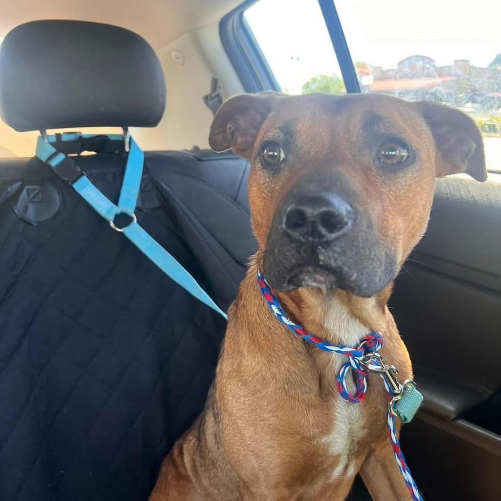 Enlarge Rose, a Adoptable mixed breed in Columbus, GA image 4/4