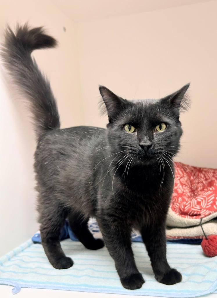 Indigo, Adoptable, Young Male Domestic Medium Hair.
