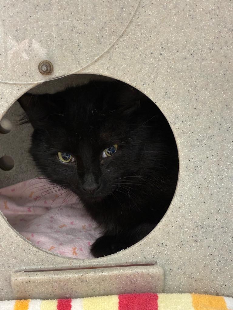 Indigo, a Adoptable mixed breed in Bryant, AR image 2/2