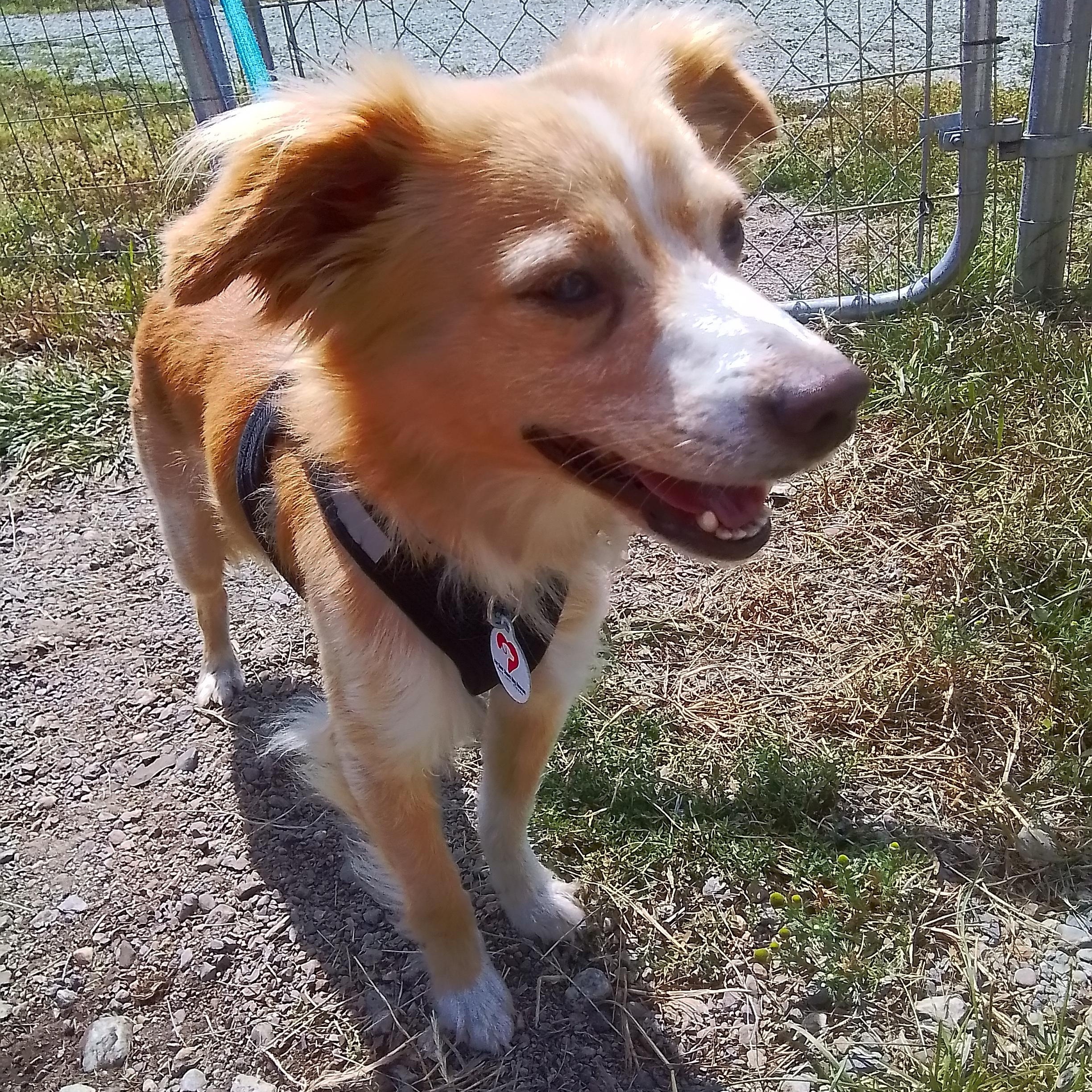 Enlarge Cricket, a Adoptable mixed breed in Olympia, WA image 2/3