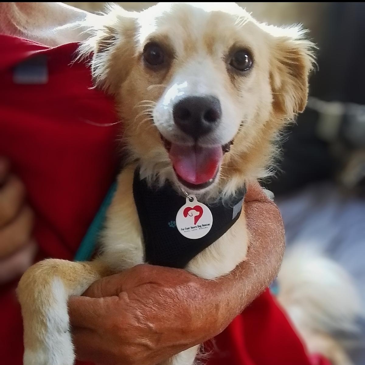 Cricket, Adoptable, Adult Male Chihuahua.