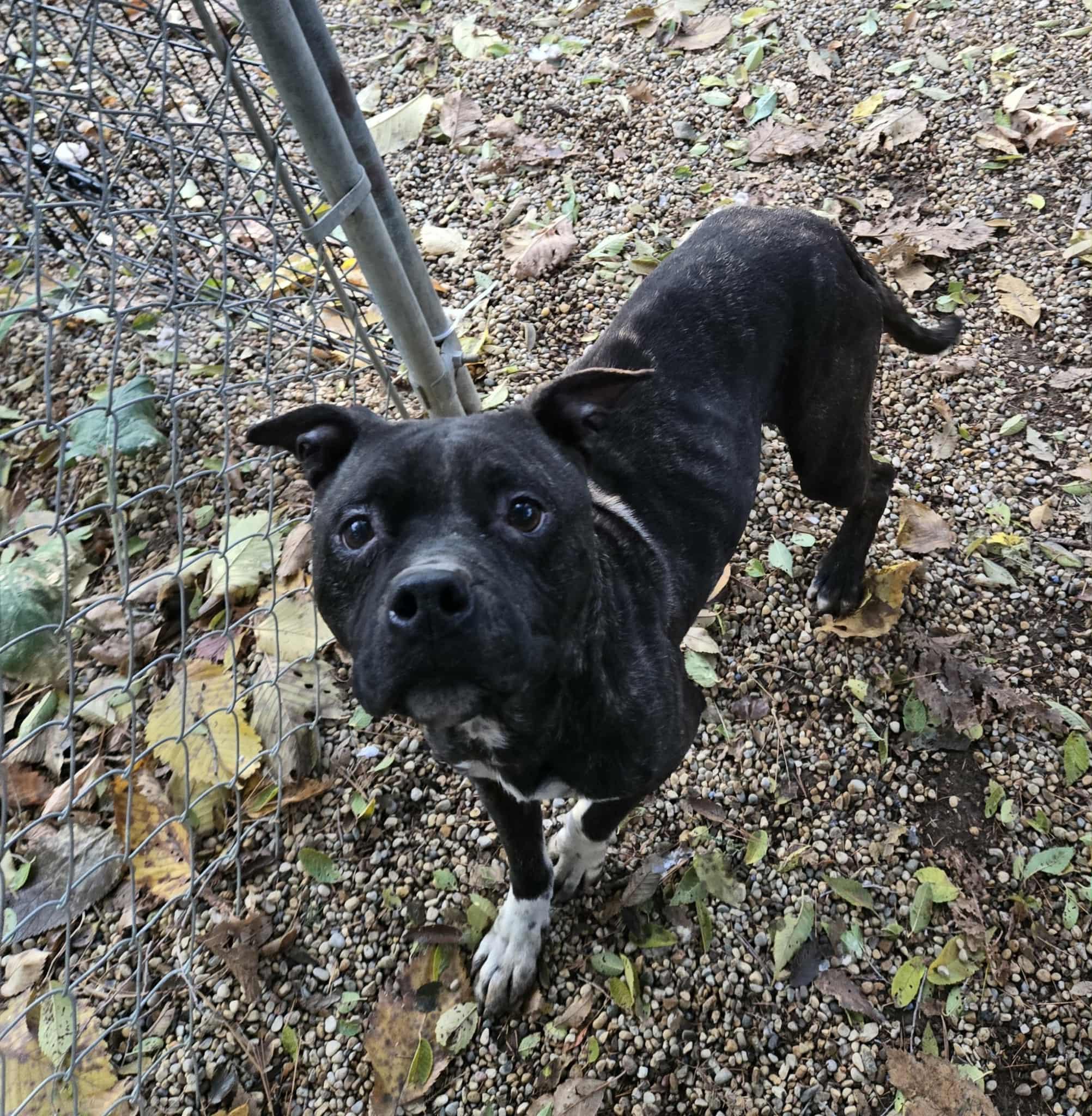 Lola, Adoptable, Young Female Pit Bull Terrier.