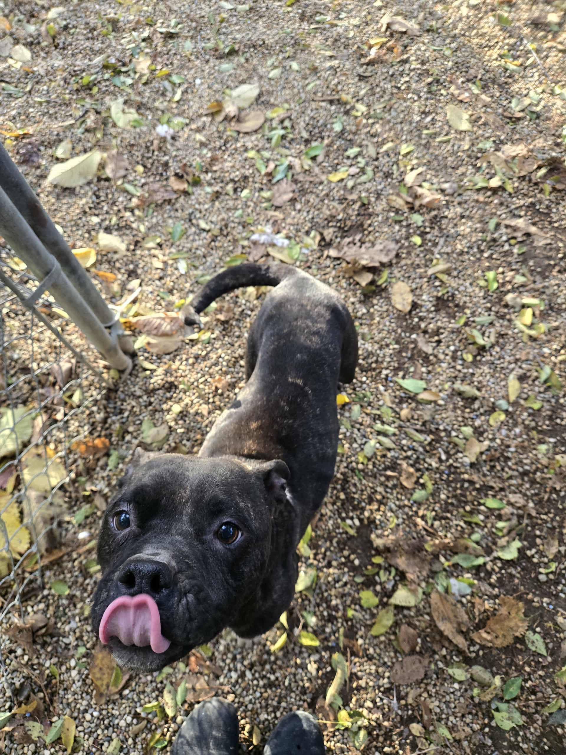 Enlarge Lola, a Adoptable mixed breed in Freeport, IL image 4/4