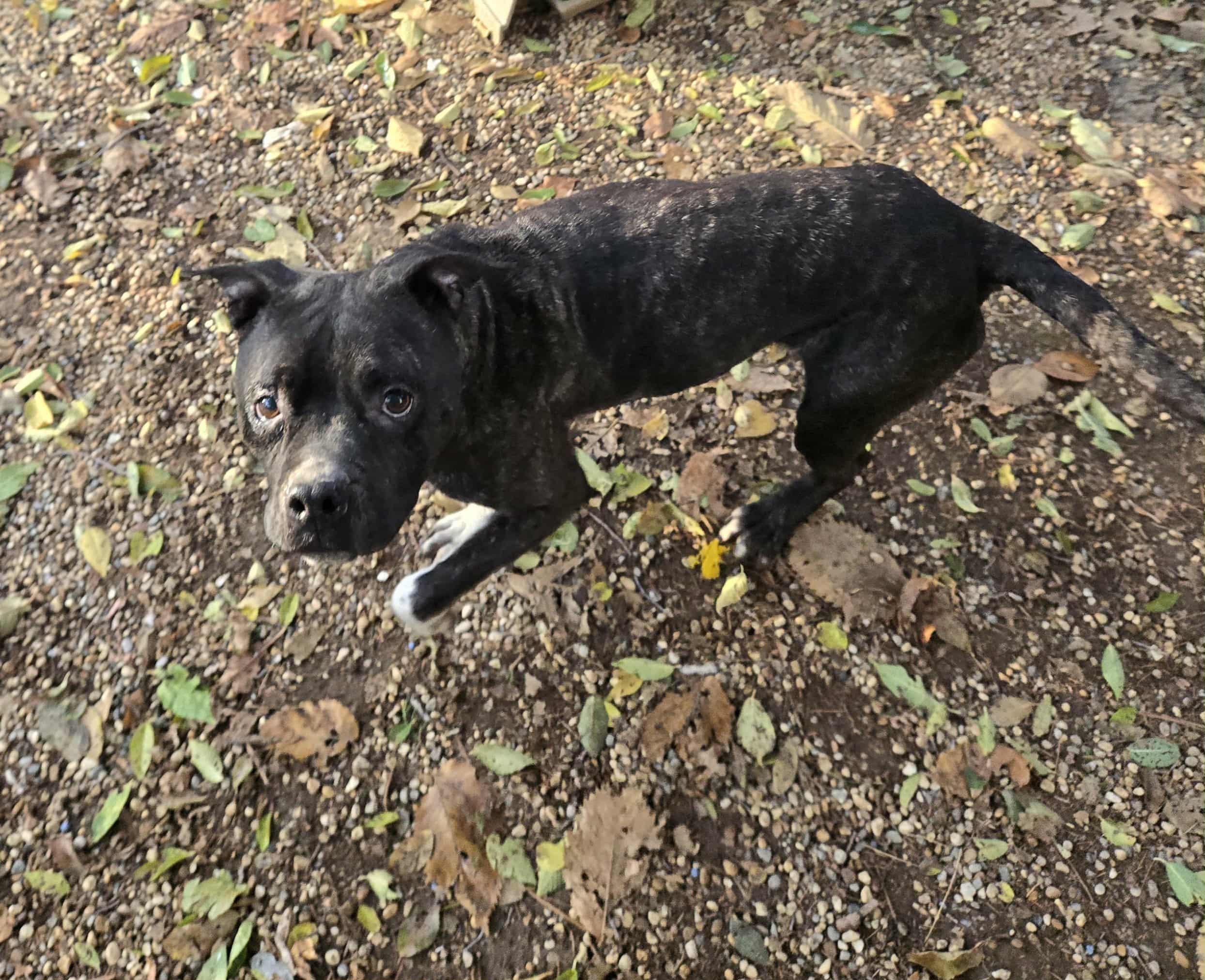 Enlarge Lola, a Adoptable mixed breed in Freeport, IL image 3/4