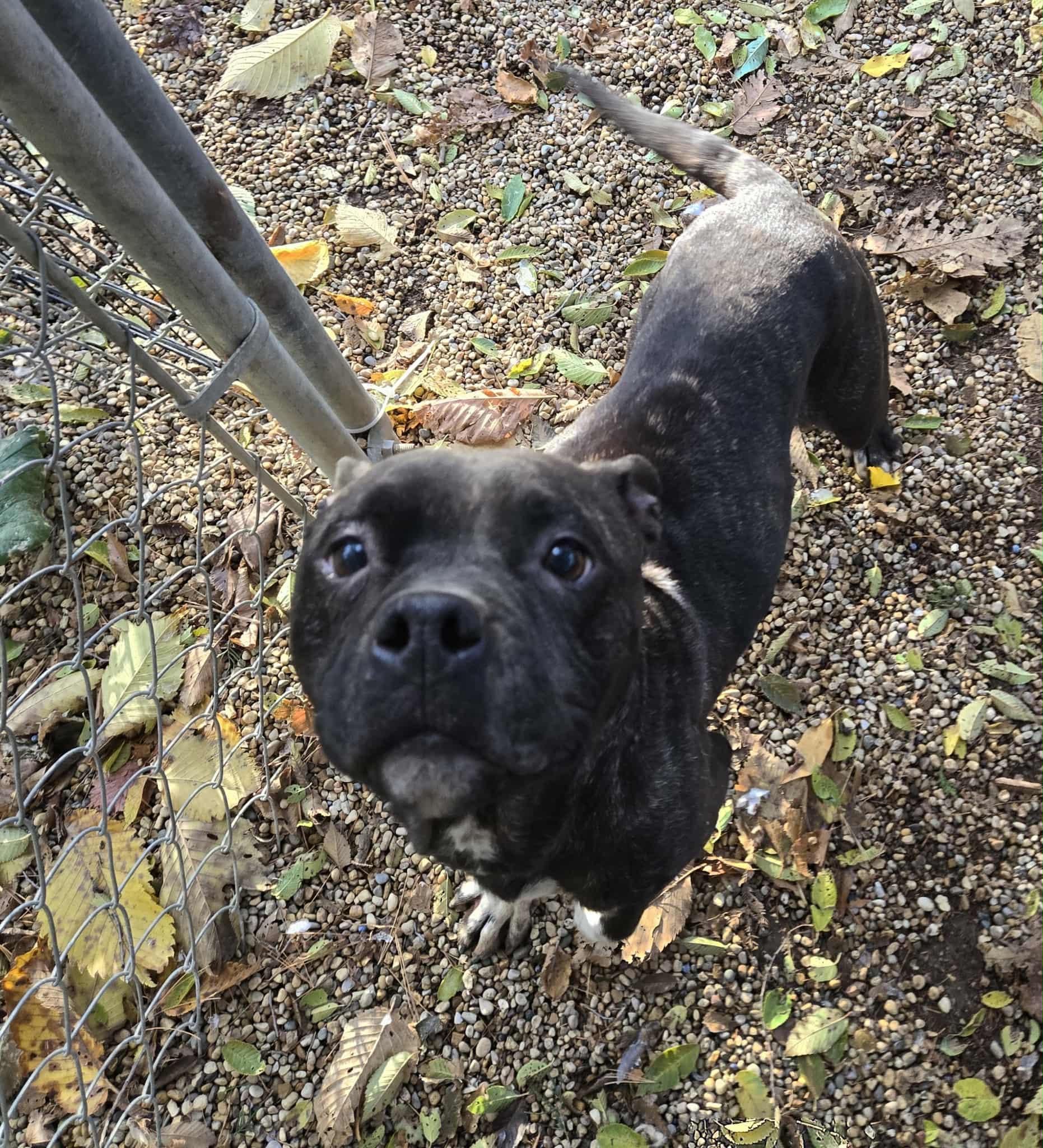 Enlarge Lola, a Adoptable mixed breed in Freeport, IL image 2/4