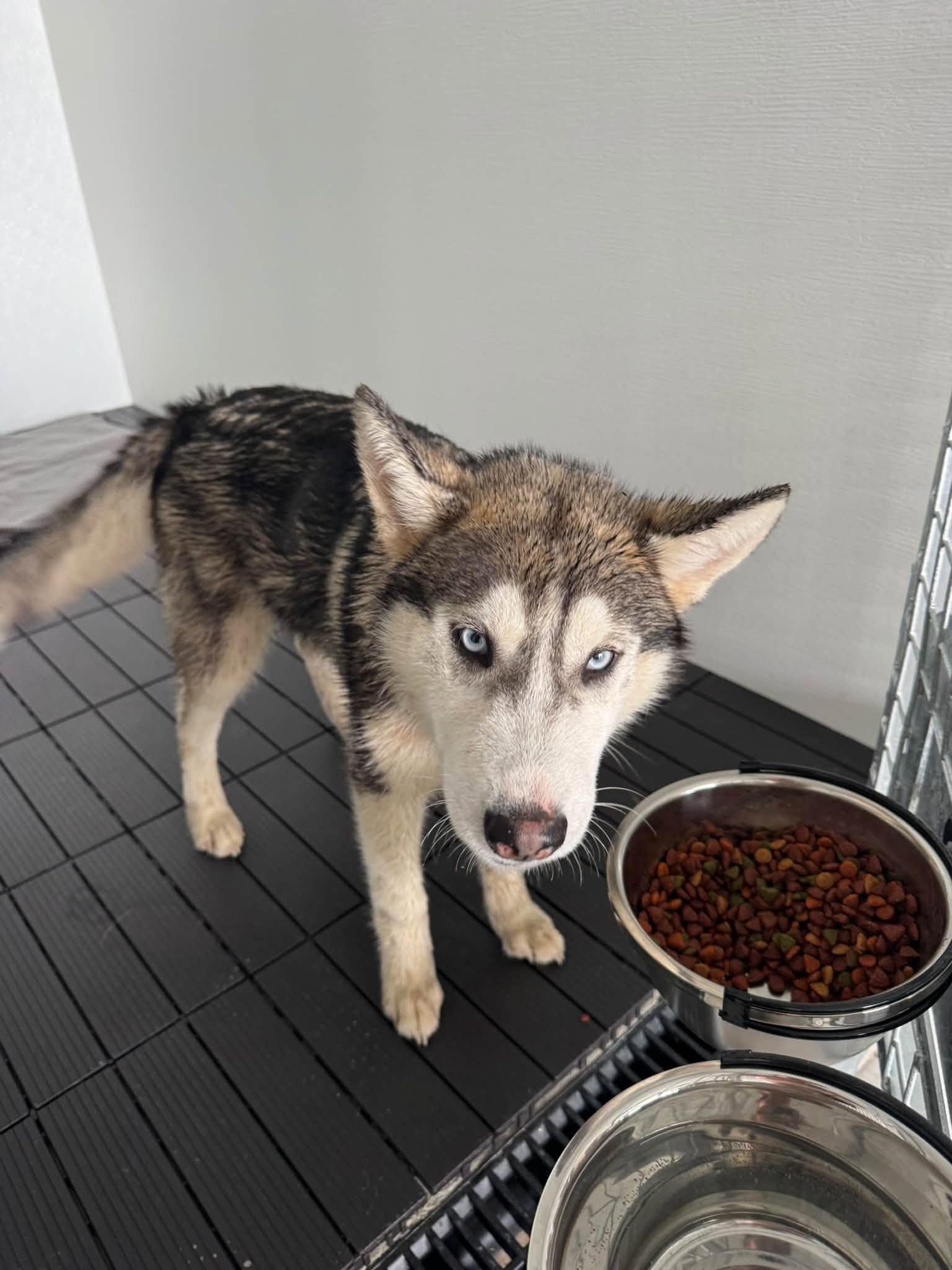 Caesar, Adoptable, Young Male Siberian Husky.