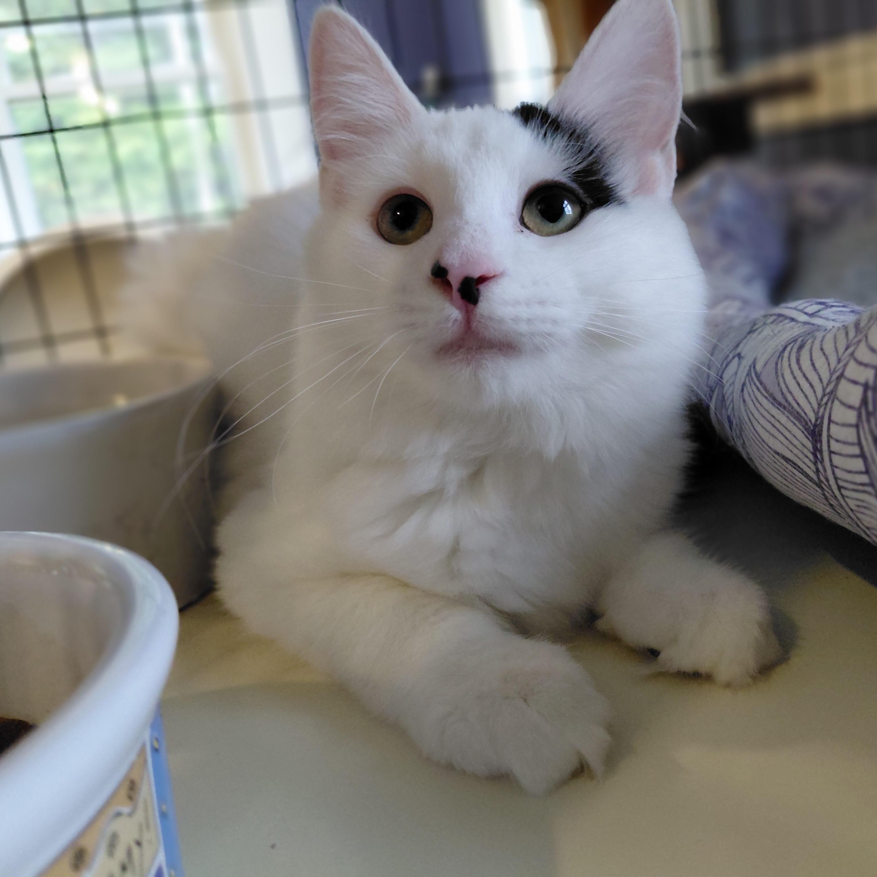 Enlarge Ferdinand, a Adoptable Domestic Long Hair in Littleton, NH image 3/4