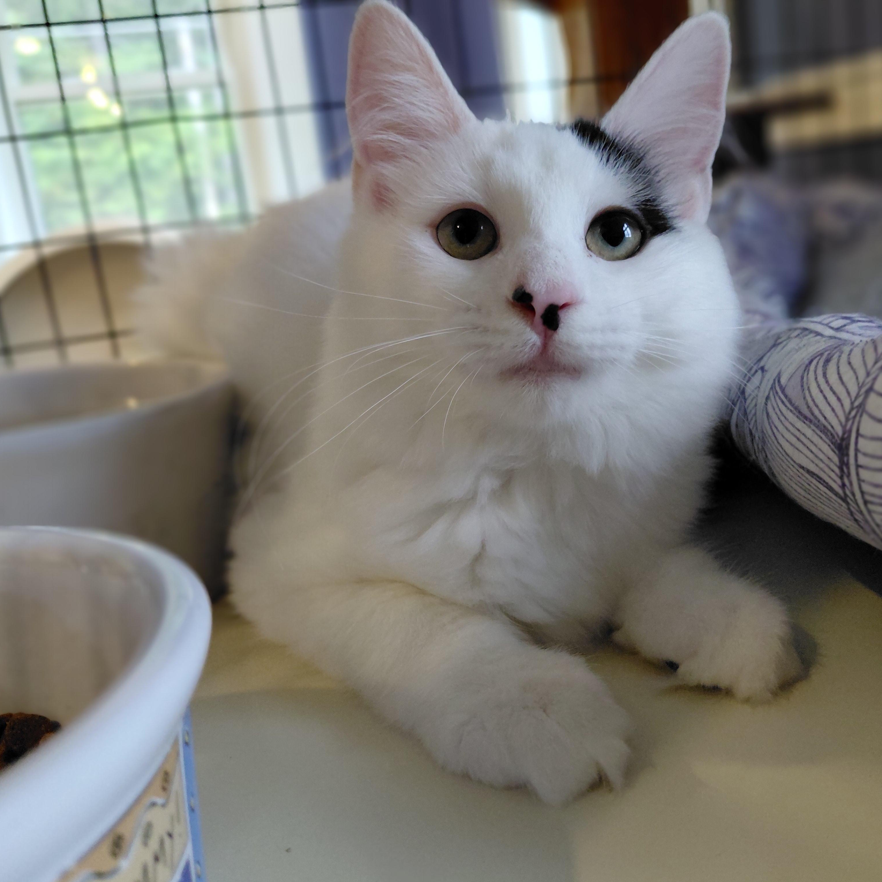 Ferdinand, Adoptable, Kitten Male Domestic Long Hair.