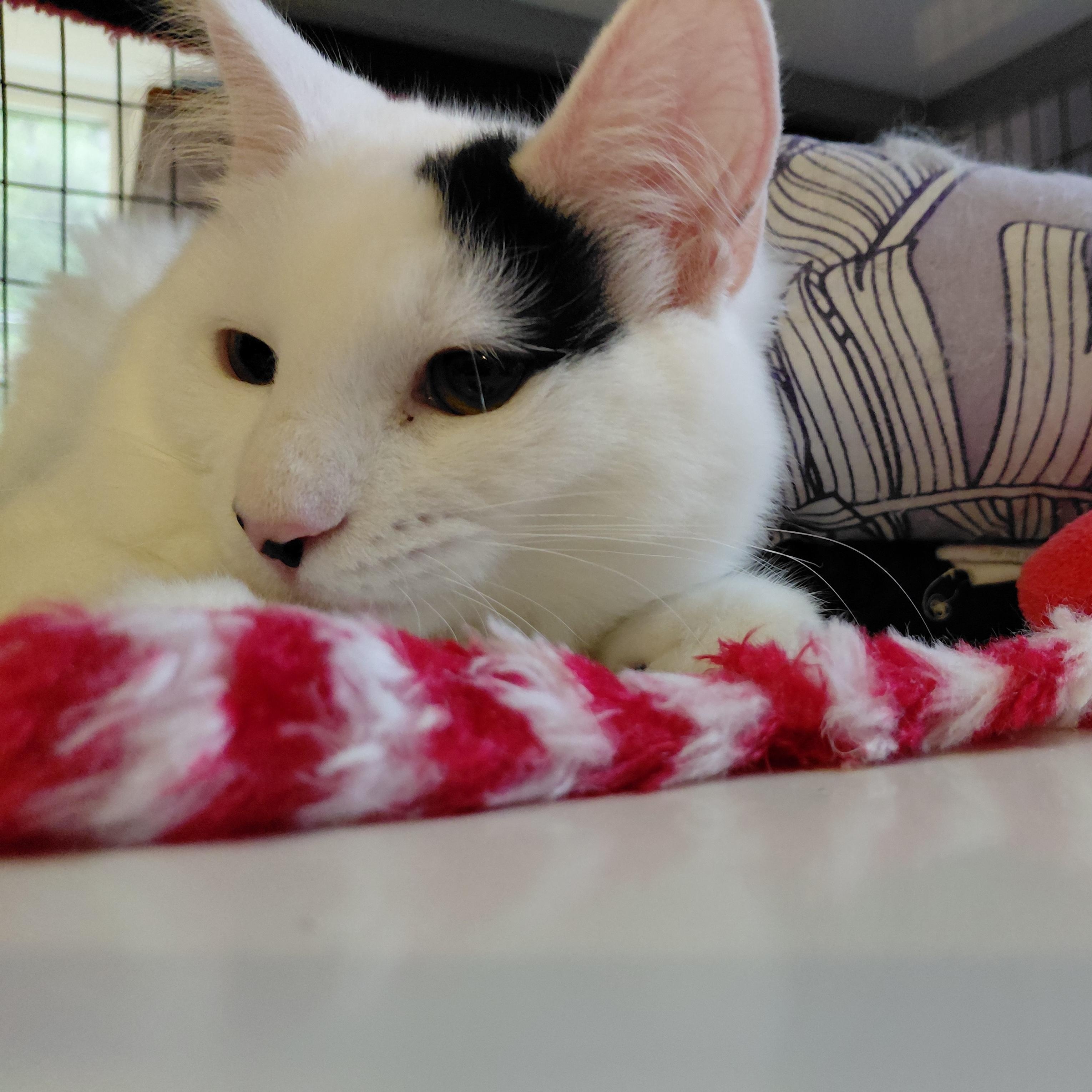 Enlarge Ferdinand, a Adoptable Domestic Long Hair in Littleton, NH image 2/4