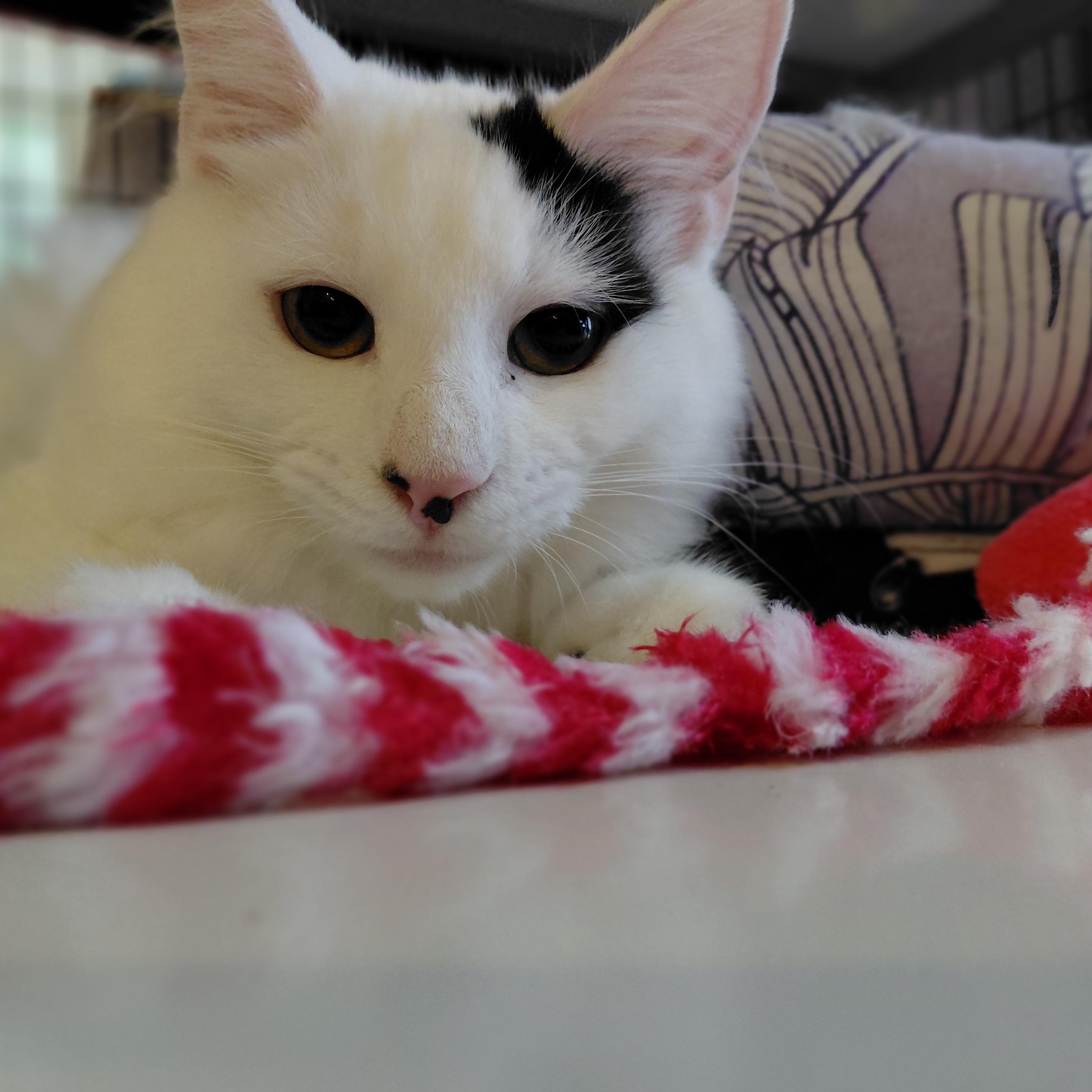 Enlarge Ferdinand, a Adoptable Domestic Long Hair in Littleton, NH image 4/4