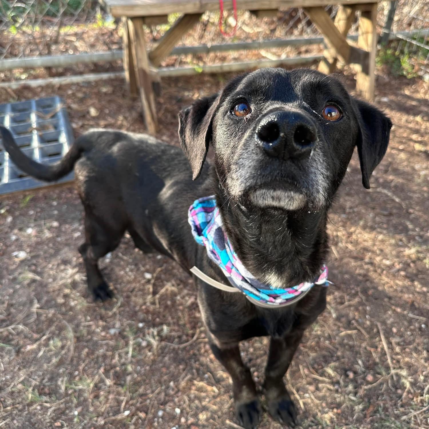 Enlarge Colby Jack , an adoptable mixed breed in Humble, TX image 3/6