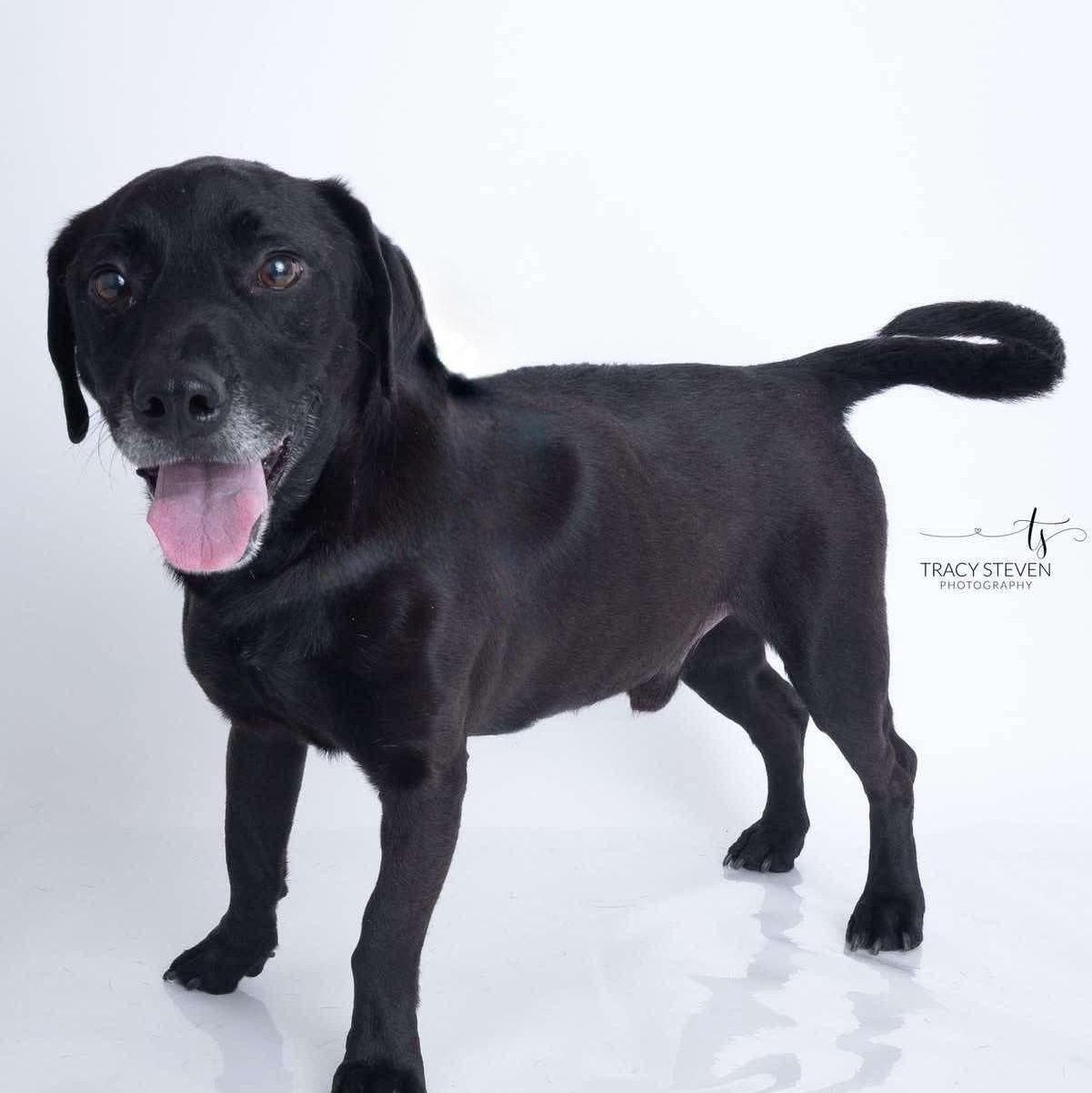 Enlarge Colby Jack , an adoptable mixed breed in Humble, TX image 1/6