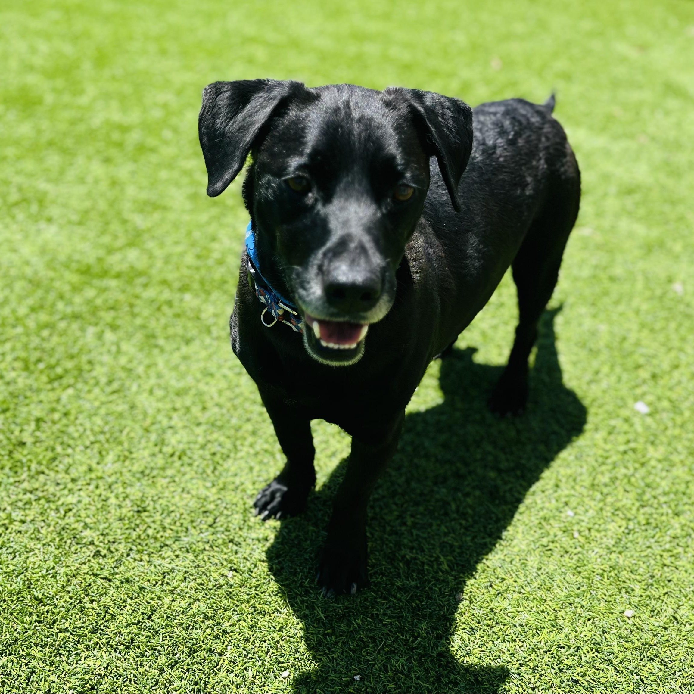 Colby Jack , an adoptable mixed breed in Humble, TX image 6/6