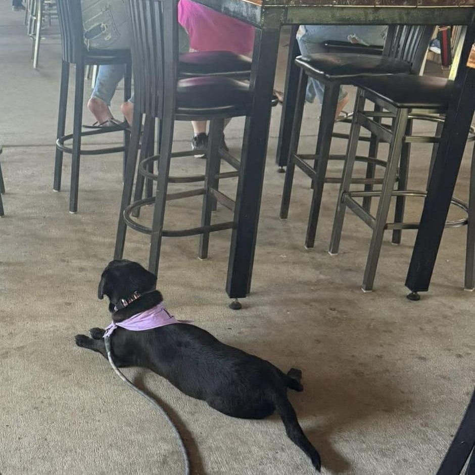 Enlarge Colby Jack , an adoptable mixed breed in Humble, TX image 2/6