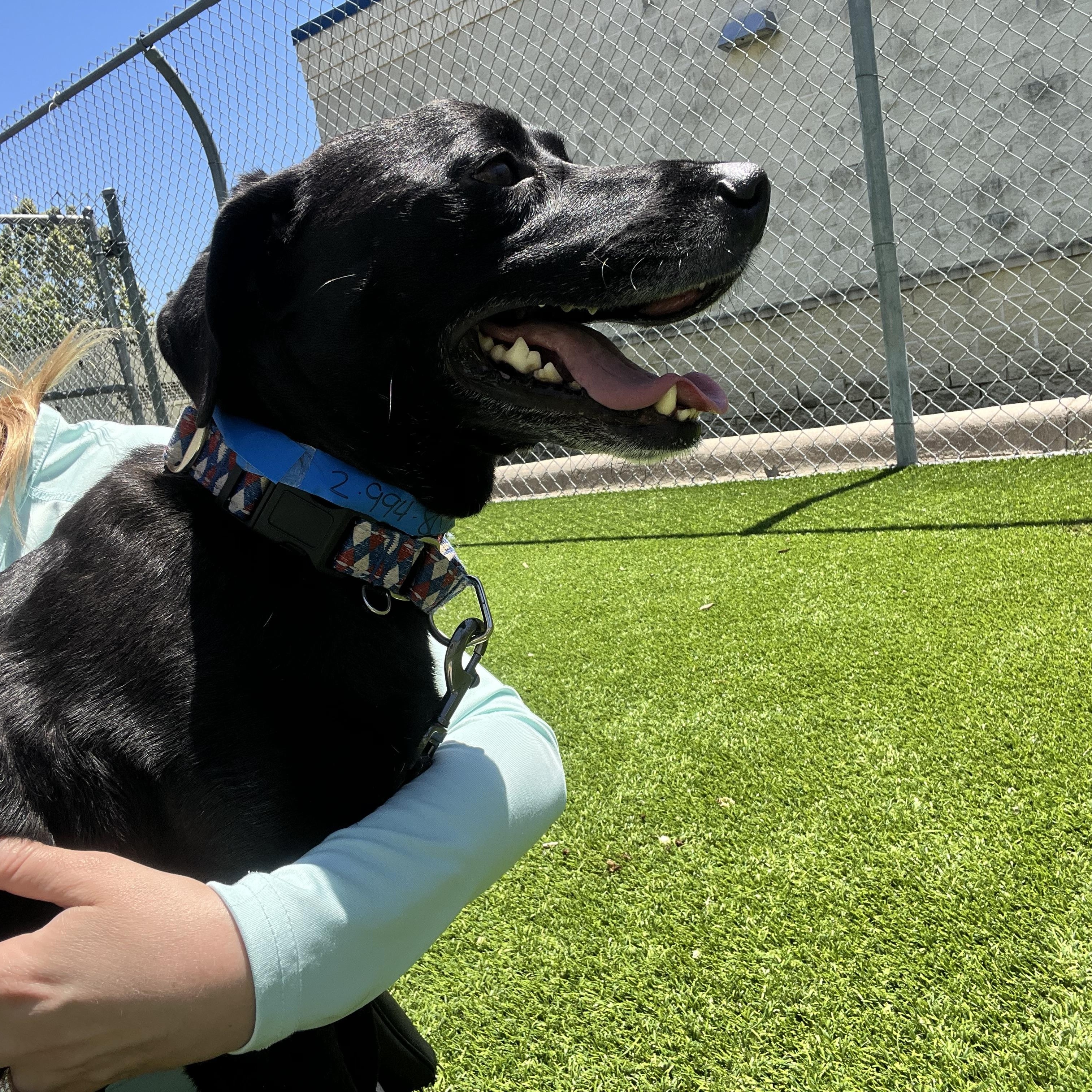 Colby Jack , an adoptable mixed breed in Humble, TX image 1/6