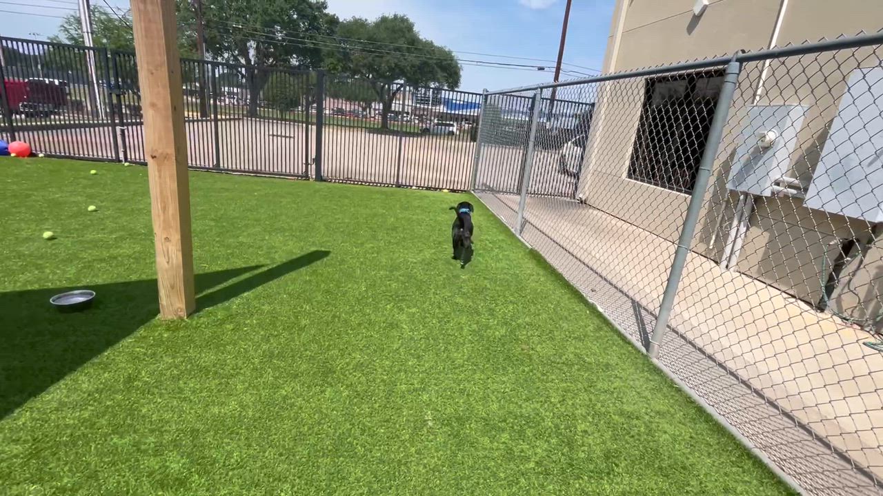 Enlarge Colby Jack , an adoptable mixed breed in Humble, TX video 6/6
