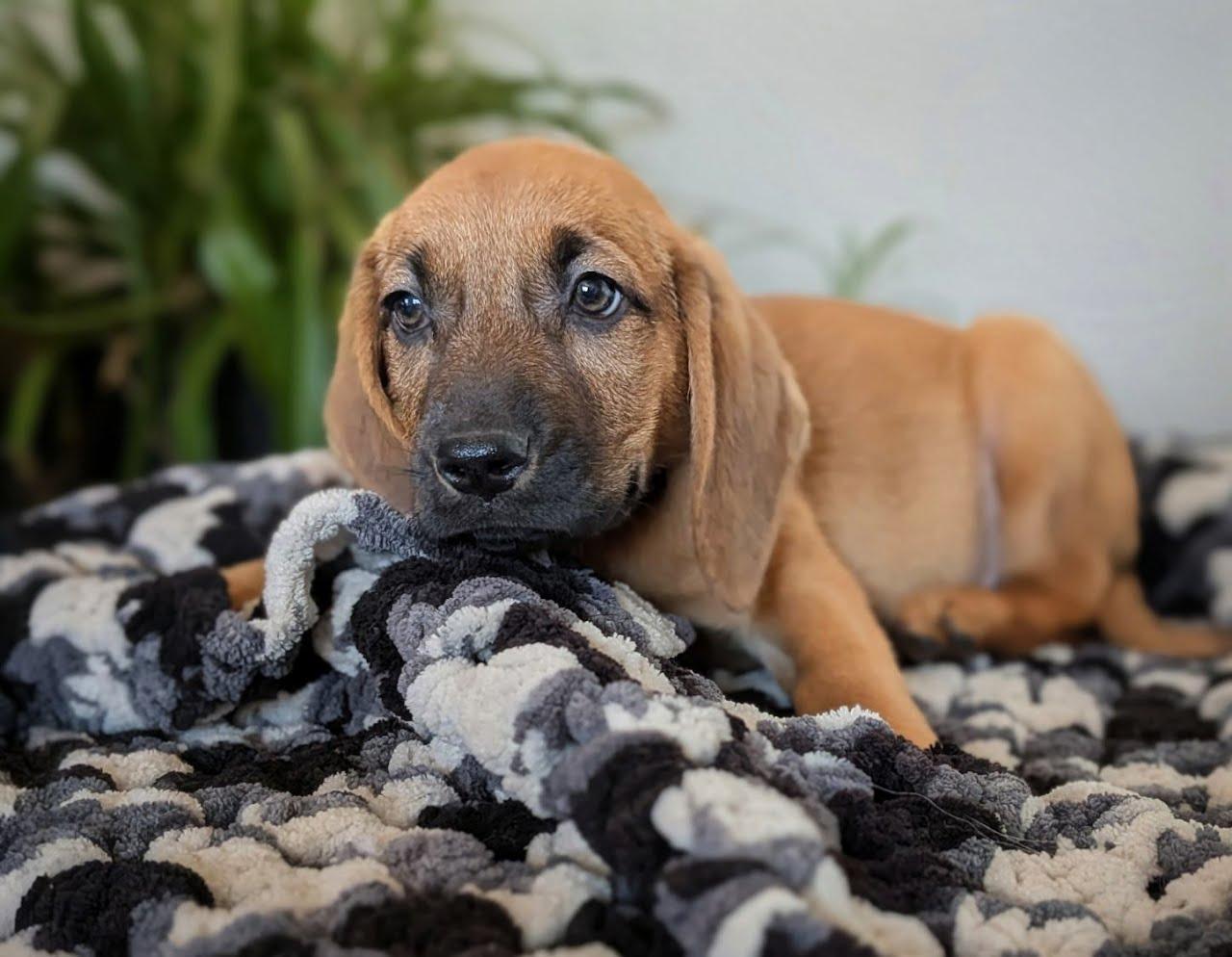 Frankfurter, Adoptable, Puppy Male German Shepherd Dog & Basset Hound.