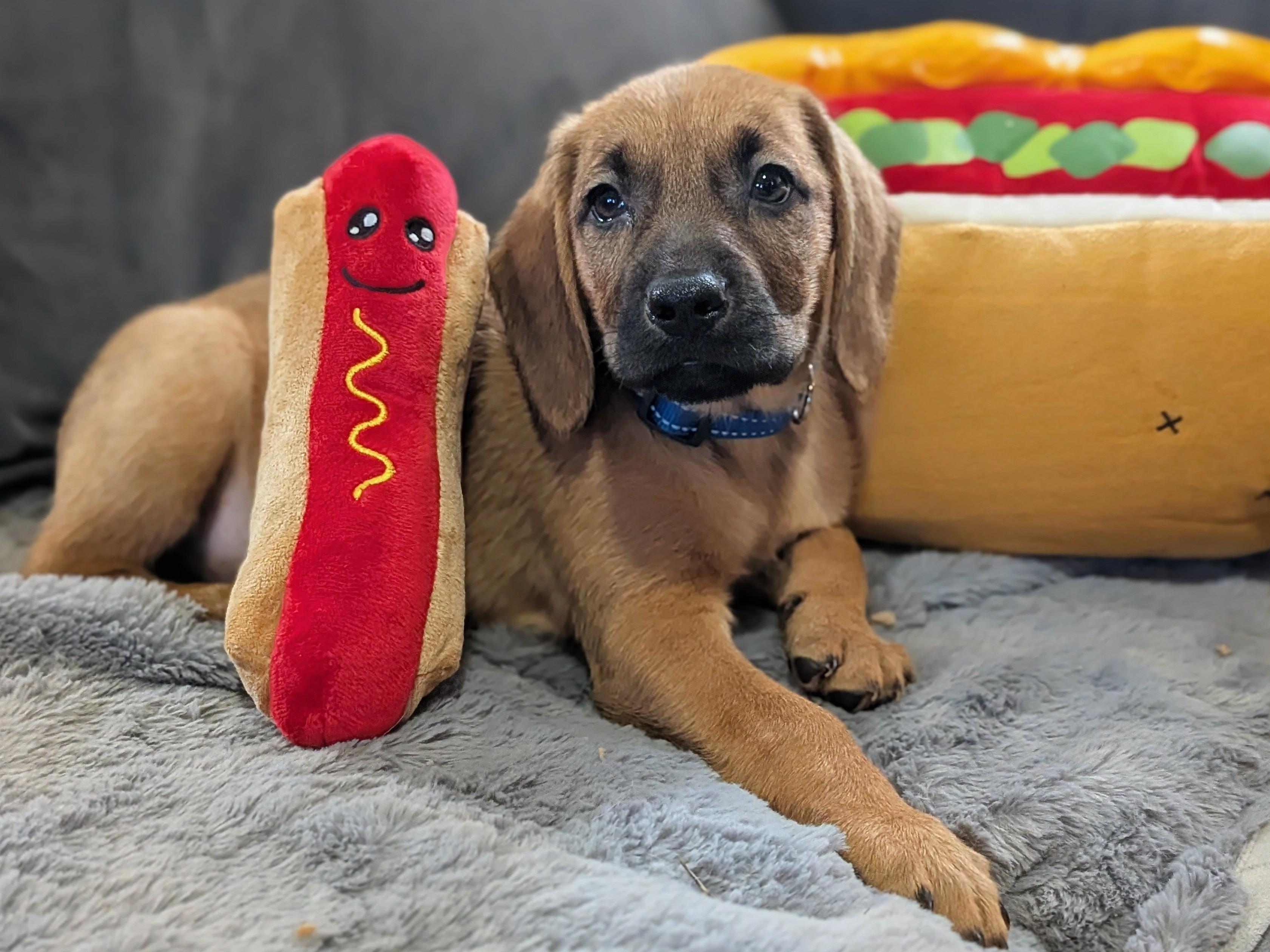 Frankfurter, Adoptable, Puppy Male Basset Hound.