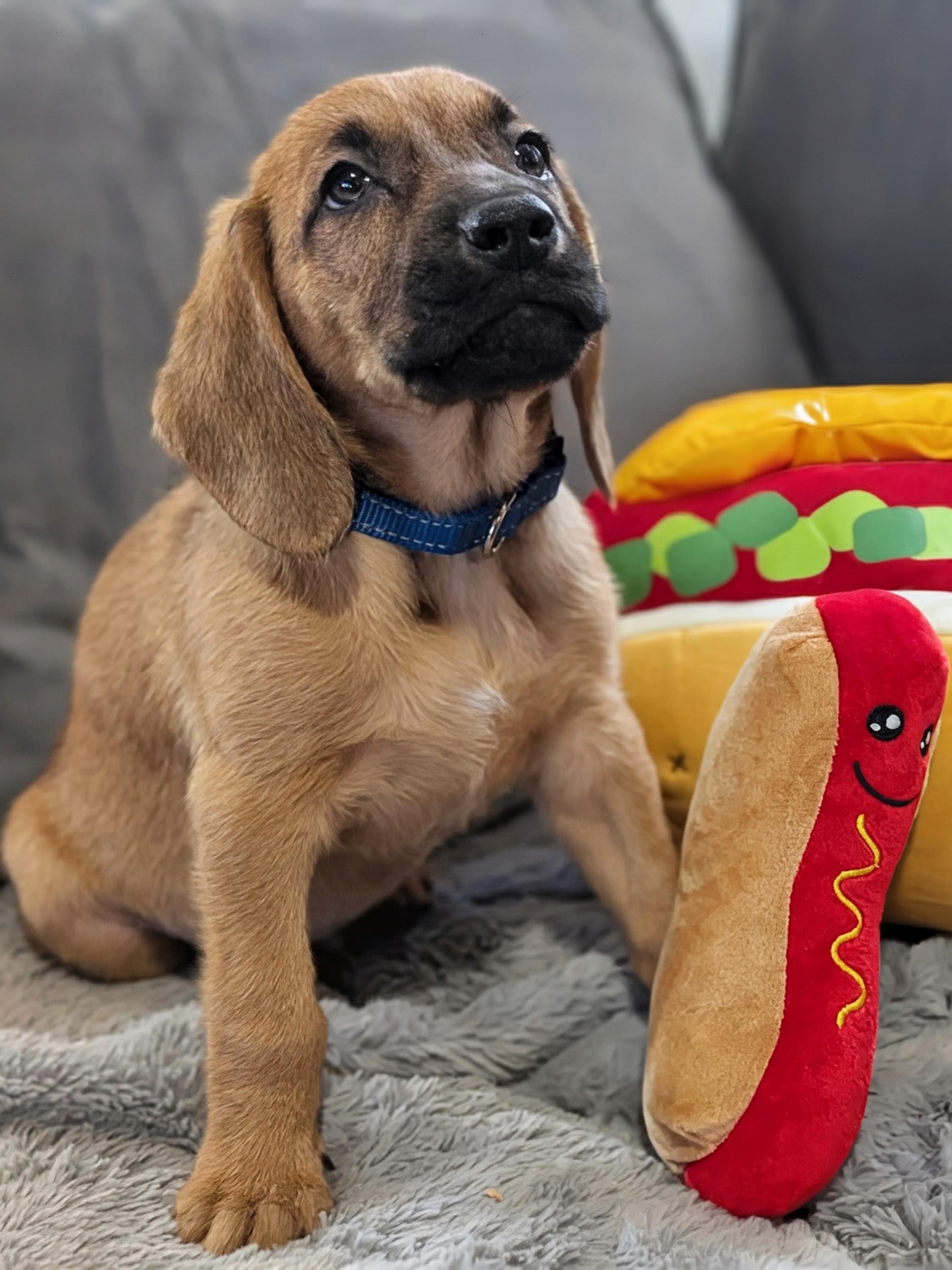 Frankfurter, a Adoptable mixed breed in TULSA, OK image 2/6