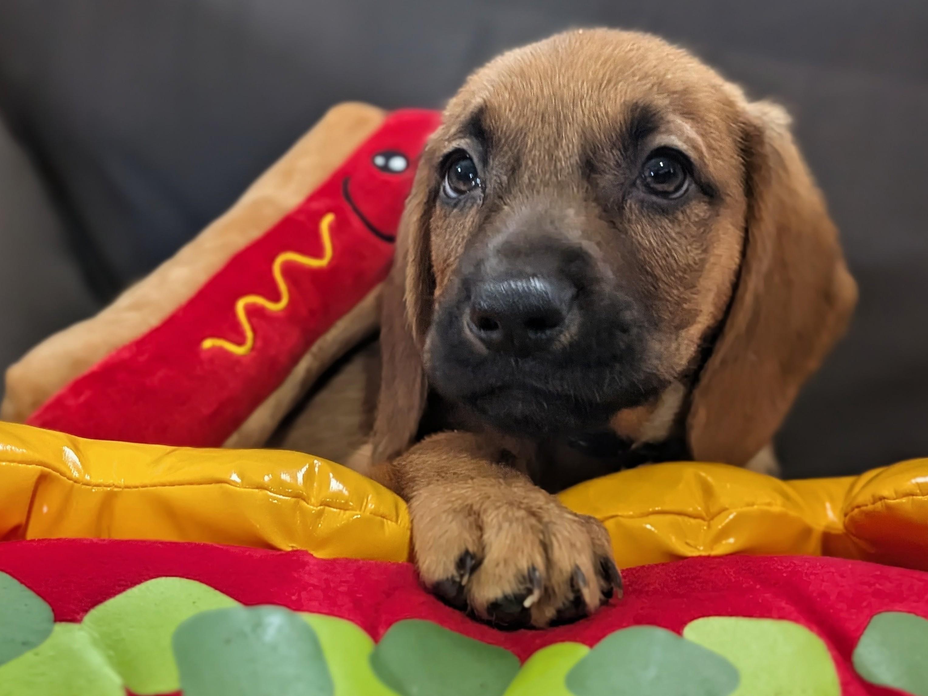 Frankfurter, a Adoptable mixed breed in TULSA, OK image 4/6