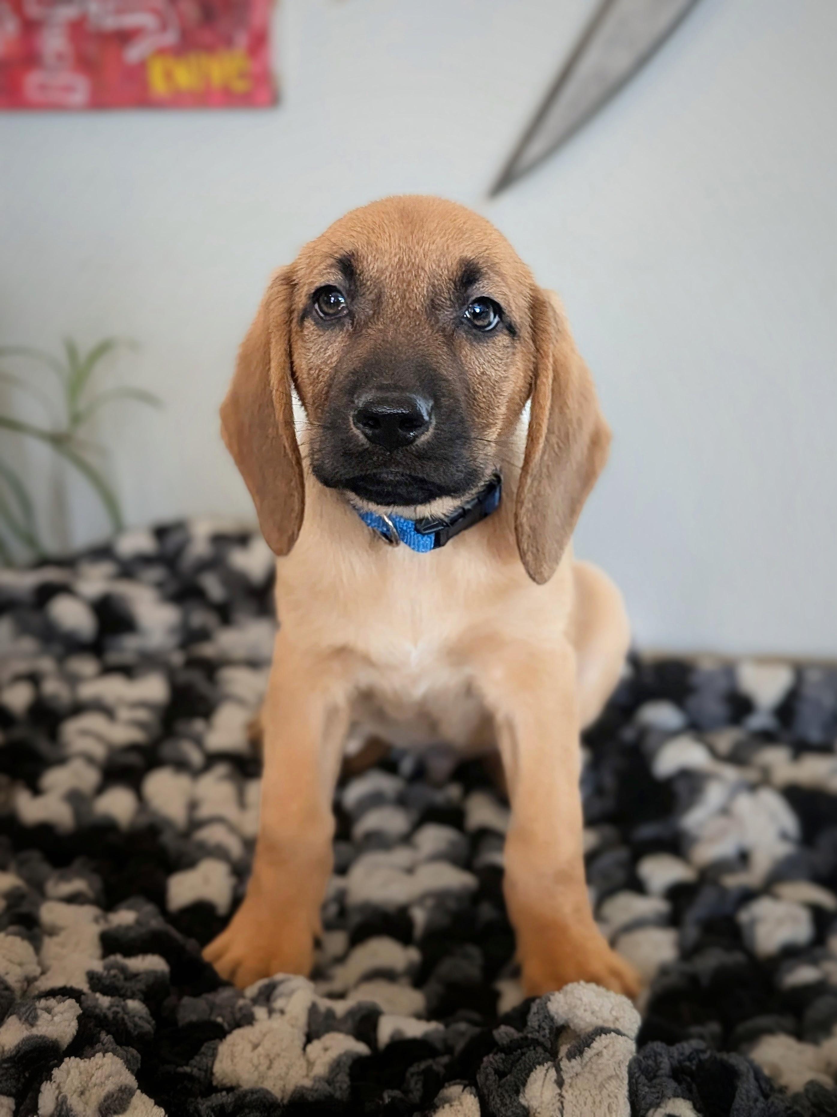 Enlarge Frankfurter, a Adoptable mixed breed in TULSA, OK image 5/6