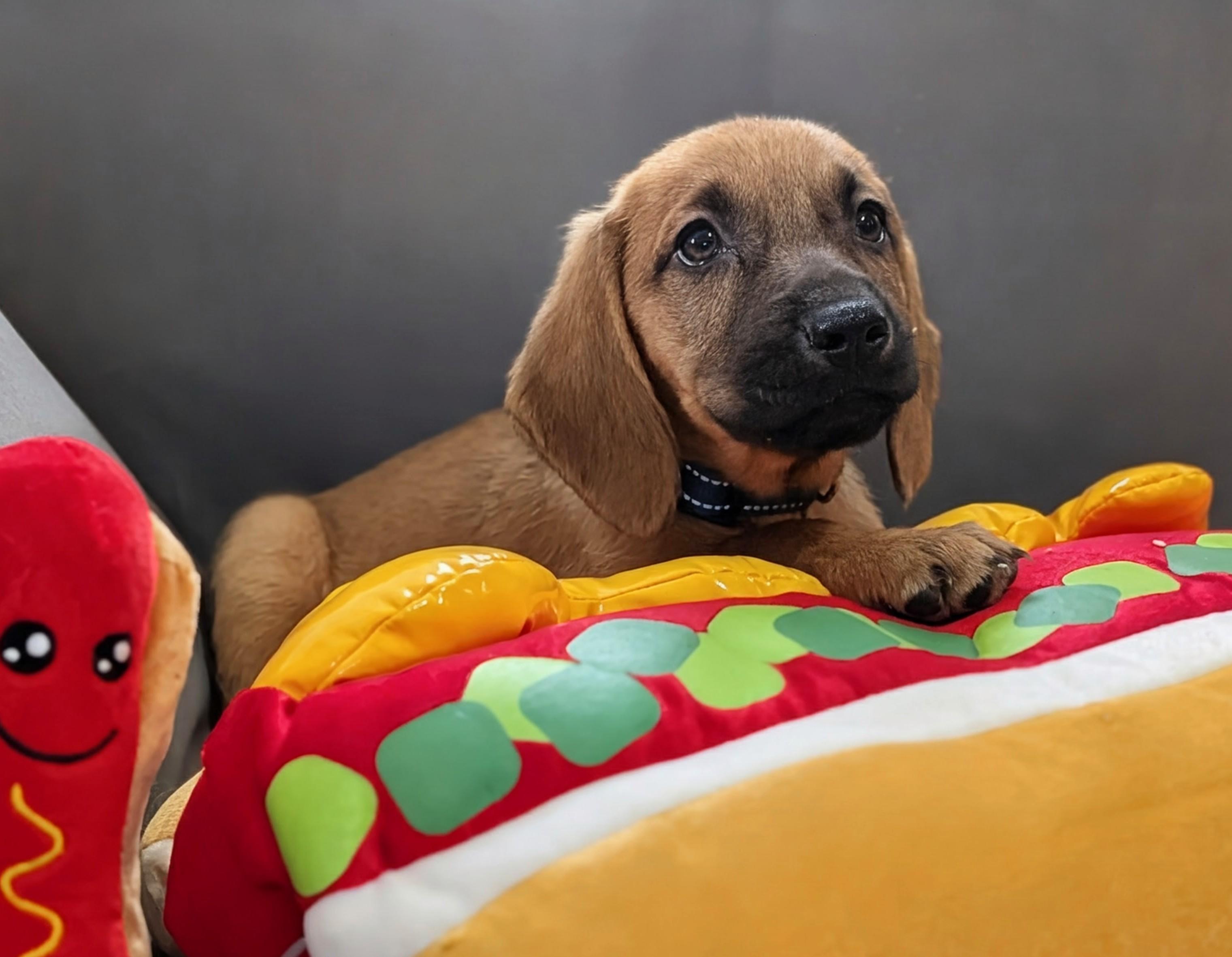 Frankfurter, a Adoptable mixed breed in TULSA, OK image 5/6