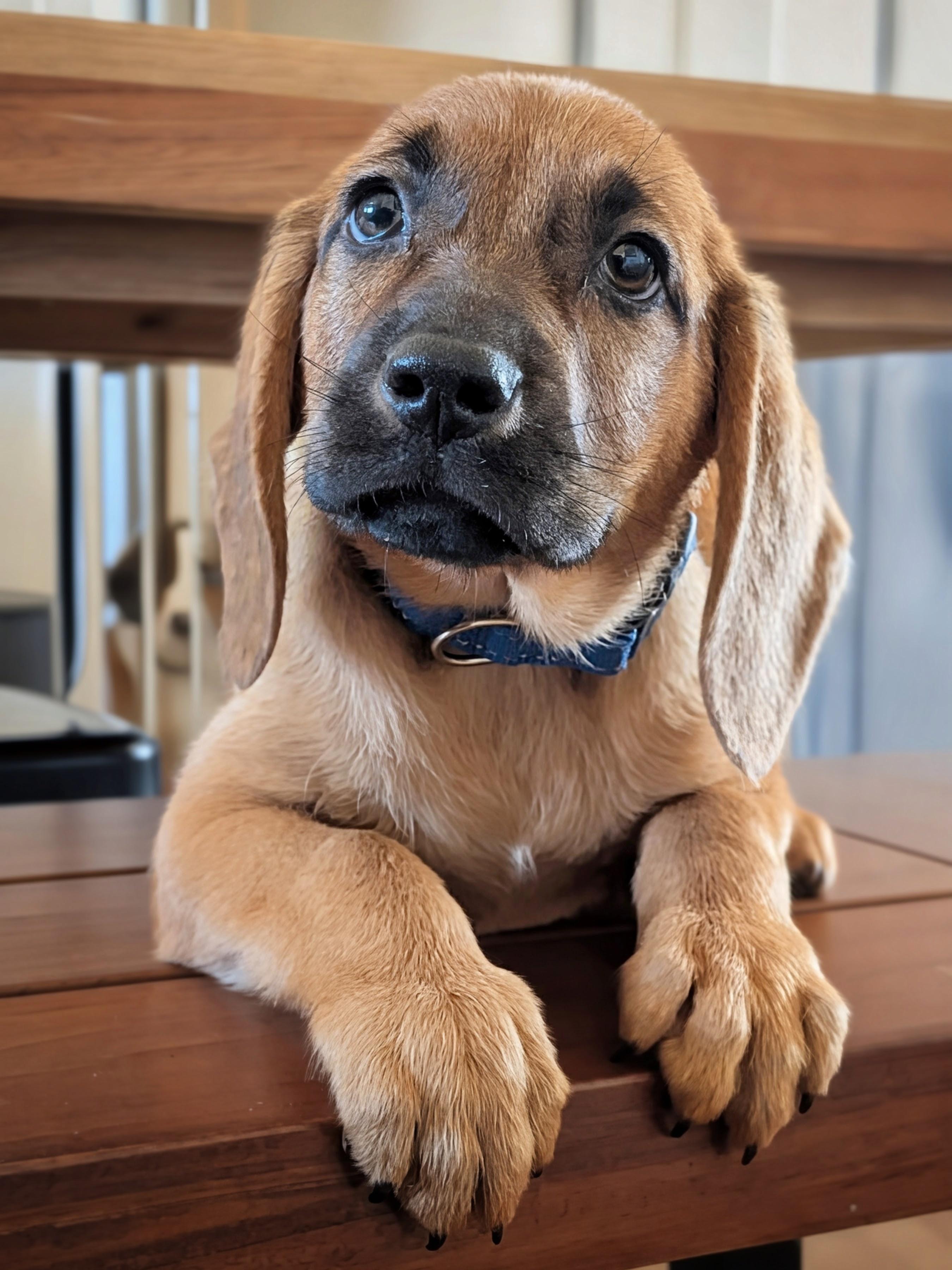 Enlarge Frankfurter, a Adoptable mixed breed in TULSA, OK image 6/6