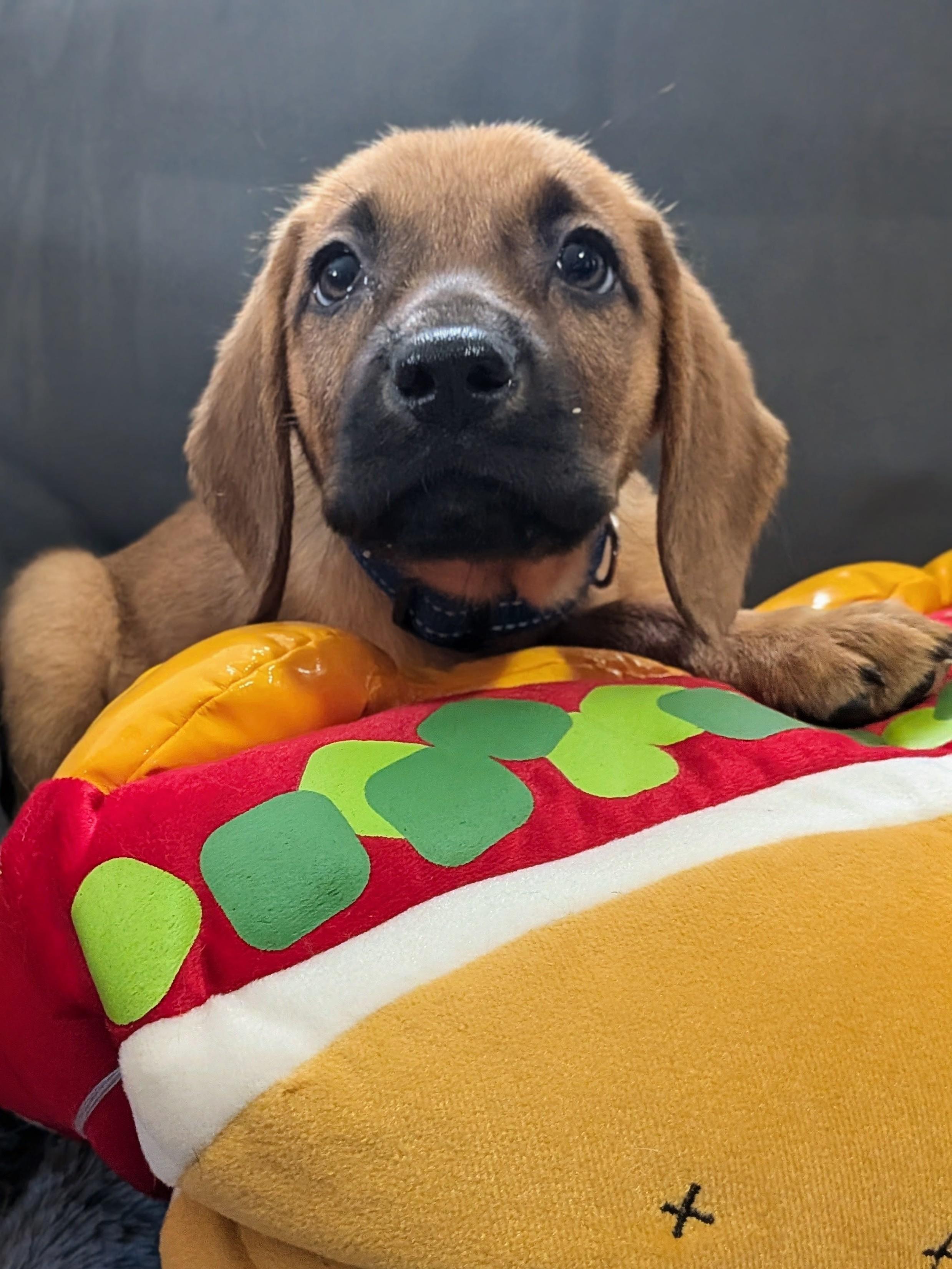 Frankfurter, a Adoptable mixed breed in TULSA, OK image 6/6