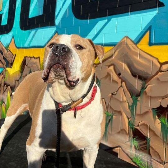 Enlarge Cannoli, a Adoptable mixed breed in Turlock, CA image 1/6