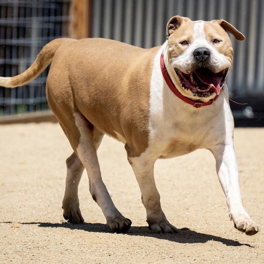 Enlarge Cannoli, a Adoptable mixed breed in Turlock, CA image 2/6