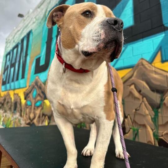 Enlarge Cannoli, a Adoptable mixed breed in Turlock, CA image 3/6