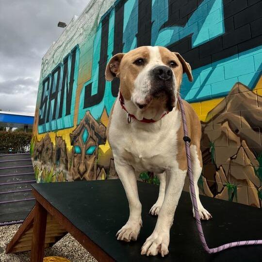 Enlarge Cannoli, a Adoptable mixed breed in Turlock, CA image 4/6