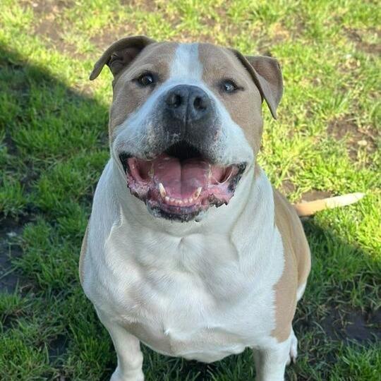 Enlarge Cannoli, a Adoptable mixed breed in Turlock, CA image 5/6