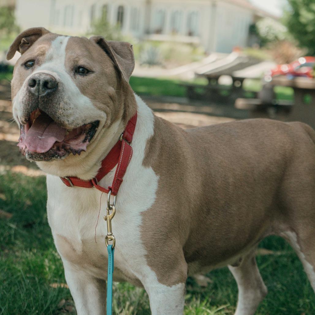 Enlarge Cannoli, a Adoptable mixed breed in Turlock, CA image 6/6