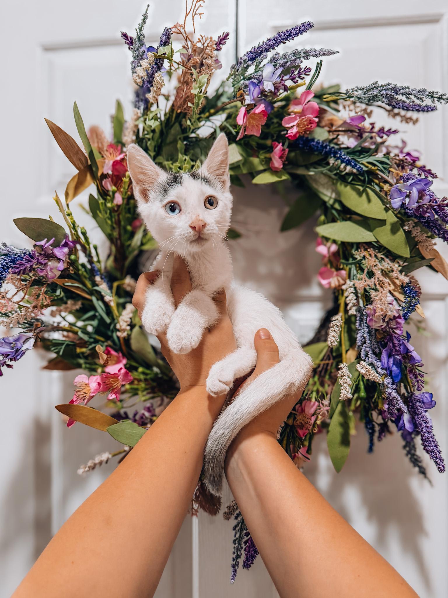Bowie, Adoptable, Kitten Male Turkish Van.
