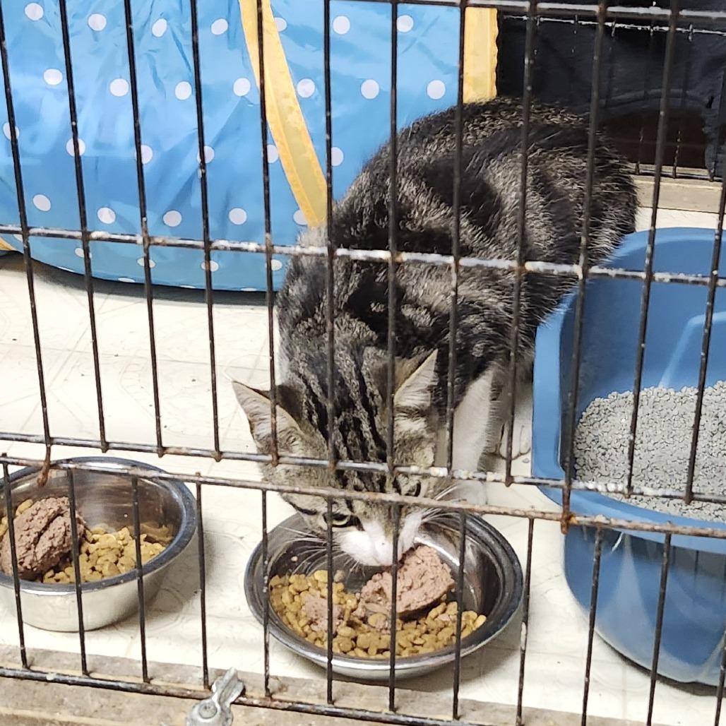 Enlarge Helen, a Adoptable Domestic Short Hair in Charlottesville, VA image 2/3