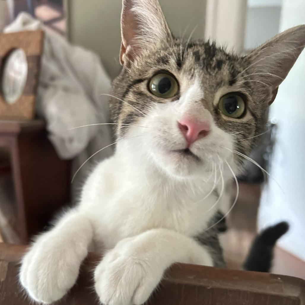 Enlarge Helen, a Adoptable Domestic Short Hair in Charlottesville, VA image 3/3