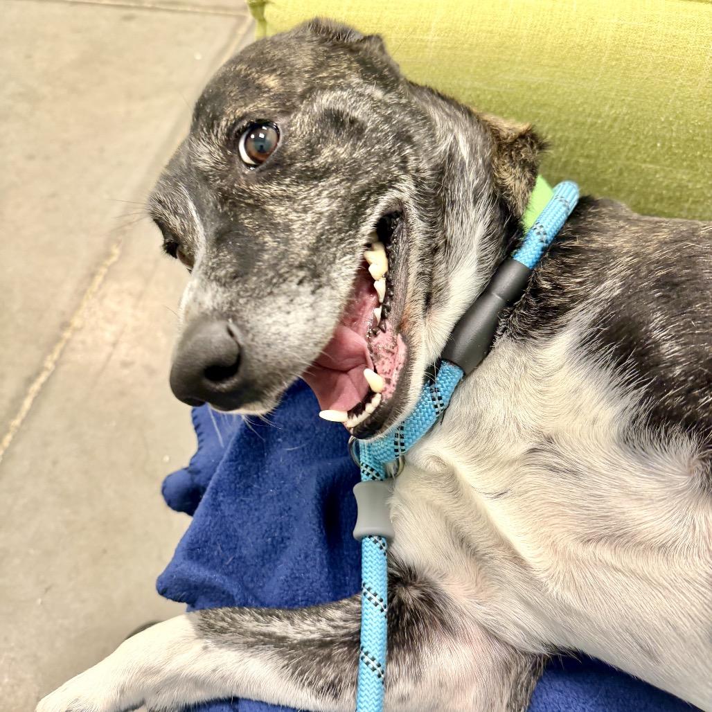 Enlarge Rocko, a Adoptable Mixed Breed in Washington Township, OH image 1/6