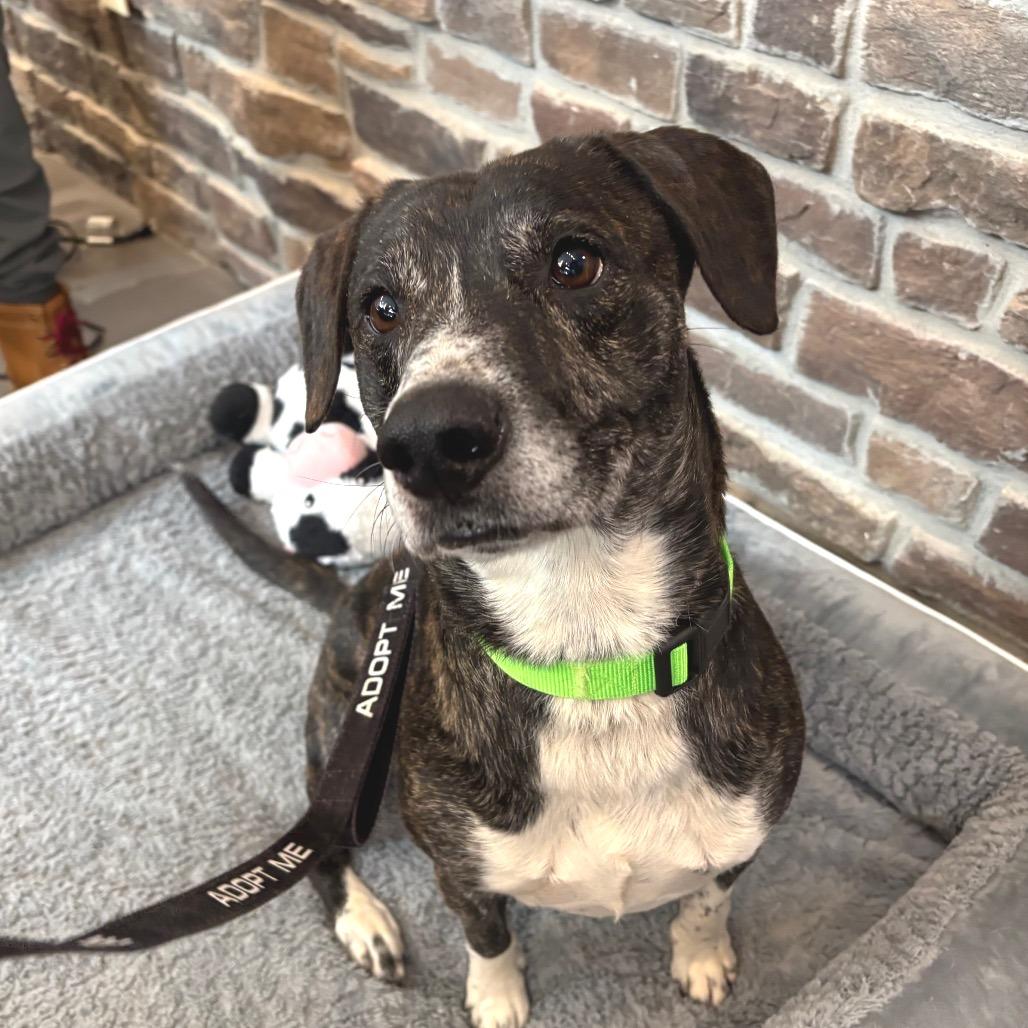 Enlarge Rocko, a Adoptable Mixed Breed in Washington Township, OH image 2/6