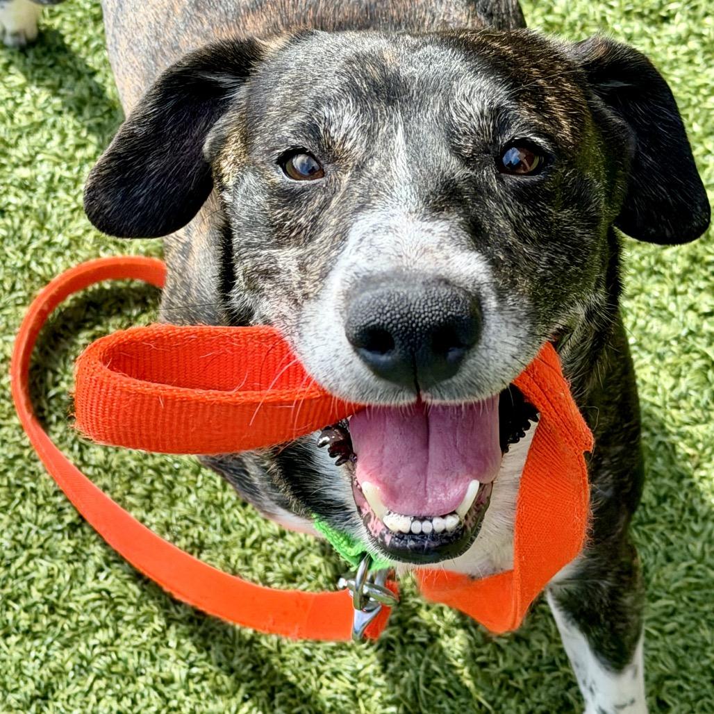 Enlarge Rocko, a Adoptable Mixed Breed in Washington Township, OH image 3/6