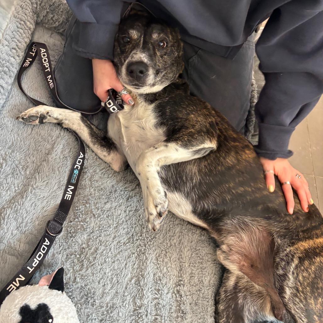 Enlarge Rocko, a Adoptable Mixed Breed in Washington Township, OH image 4/6