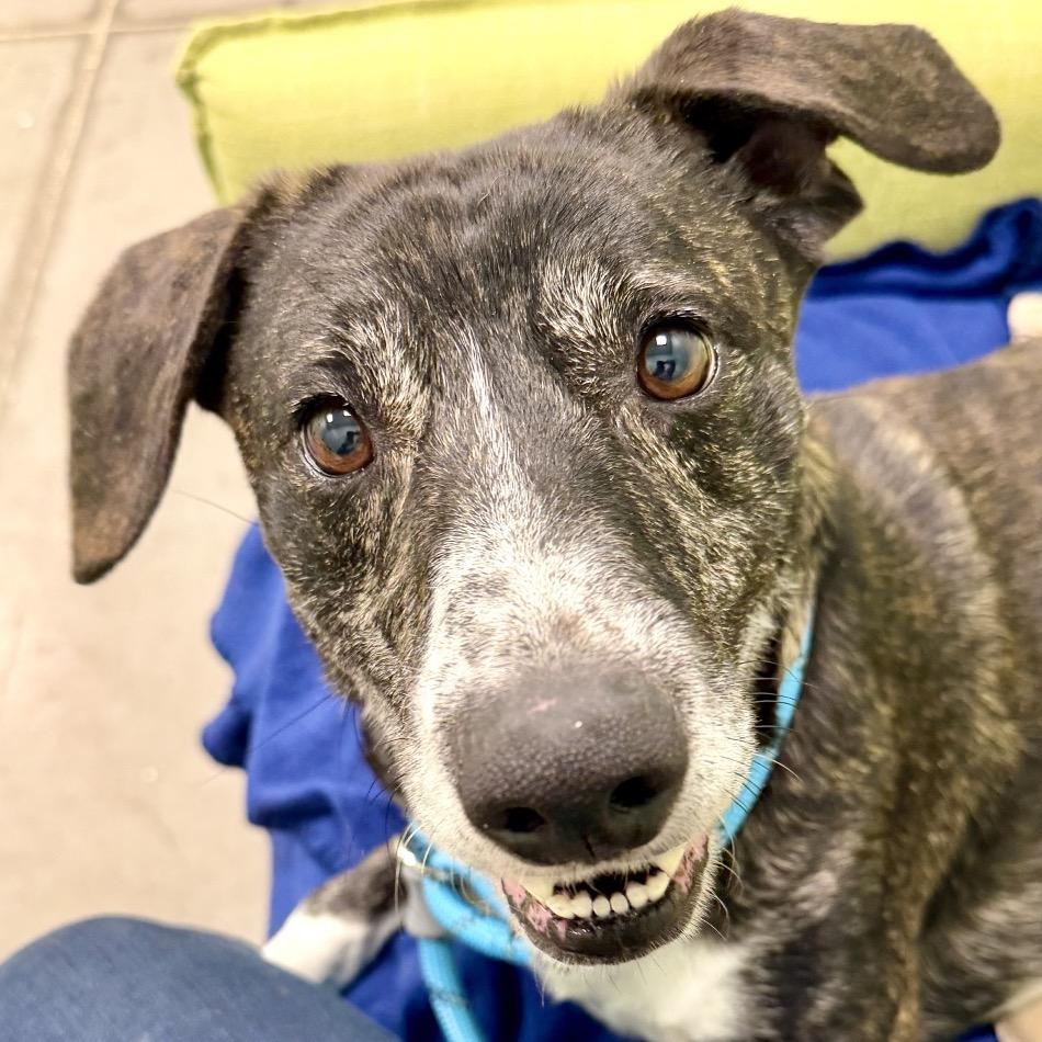 Enlarge Rocko, a Adoptable Mixed Breed in Washington Township, OH image 6/6