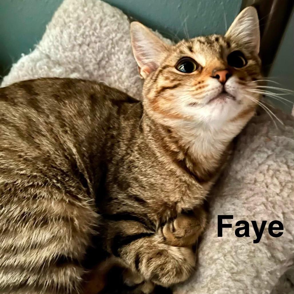 Enlarge Faye, a Adoptable Domestic Short Hair in Parkersburg, WV image 1/4